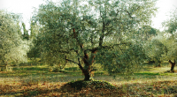 Olive Tree in our Olive Groves