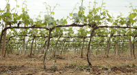Grapevines in Spring